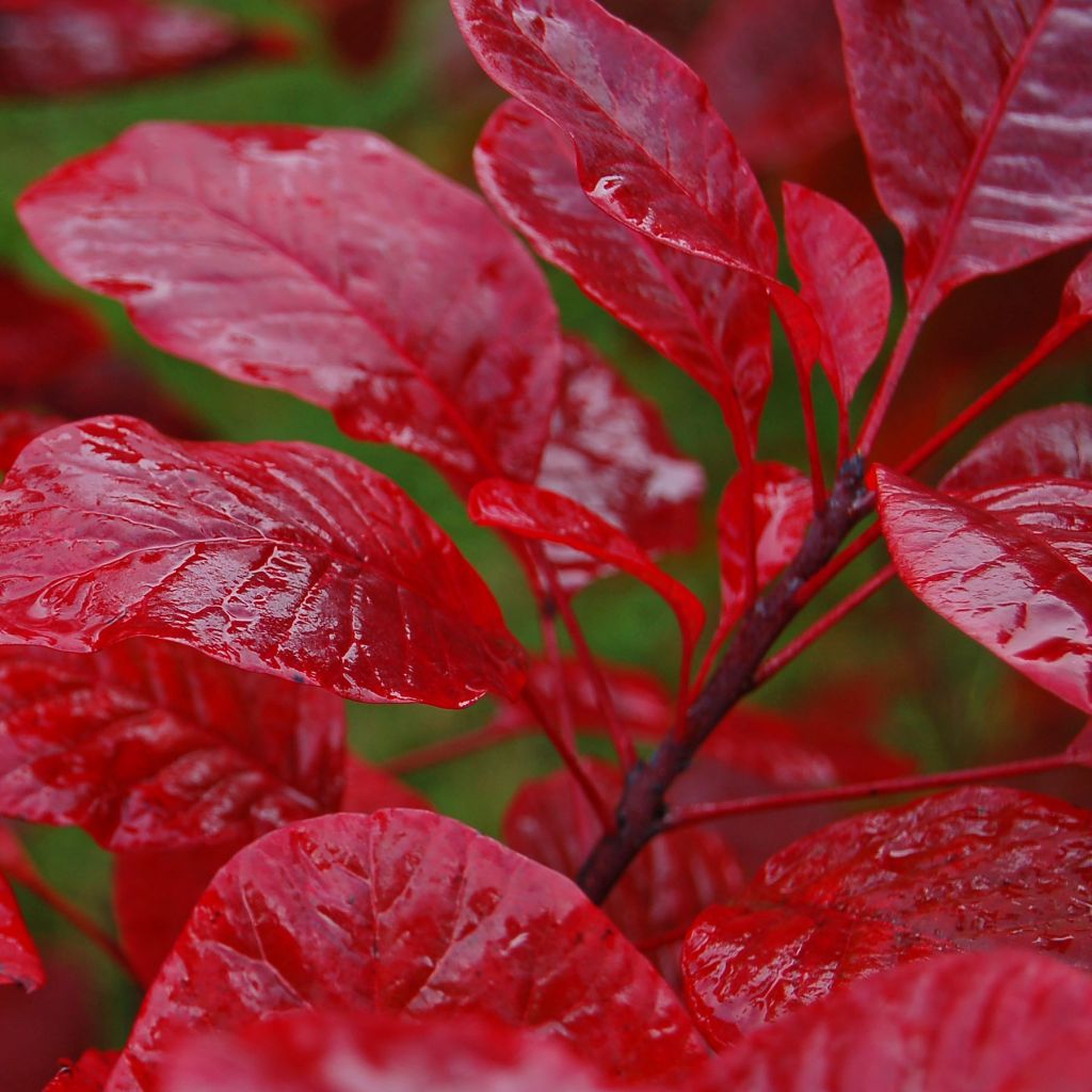 Cotinus Grace - Smoke Bush