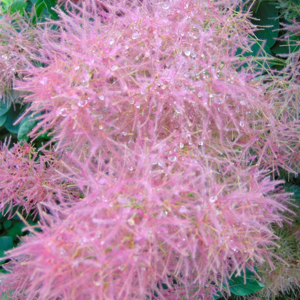 Cotinus coggygria Smokey Joe - Smoke Bush