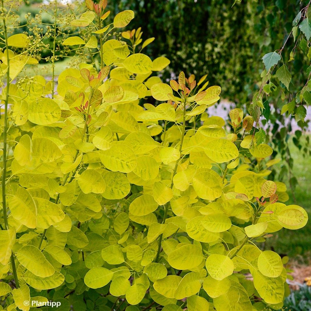 Cotinus coggygria Golden Lady - Smoke Bush