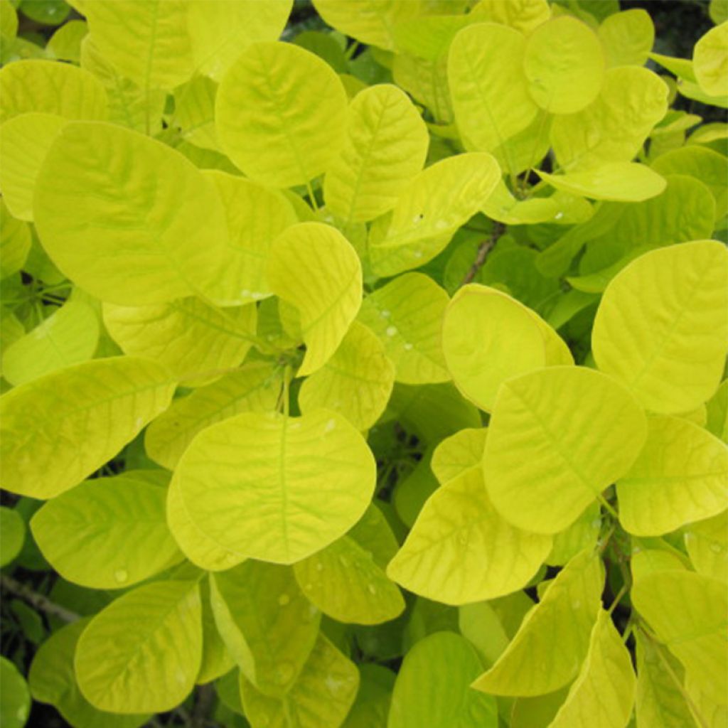 Cotinus coggygria Golden Spirit - Smoke Bush