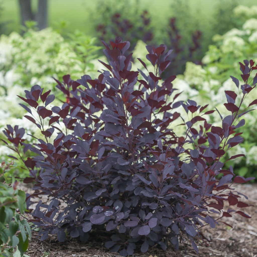 Cotinus coggygria Winecraft Black - Smoke Bush