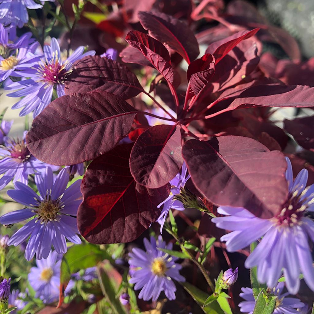 Cotinus coggygria Winecraft Black - Smoke Bush