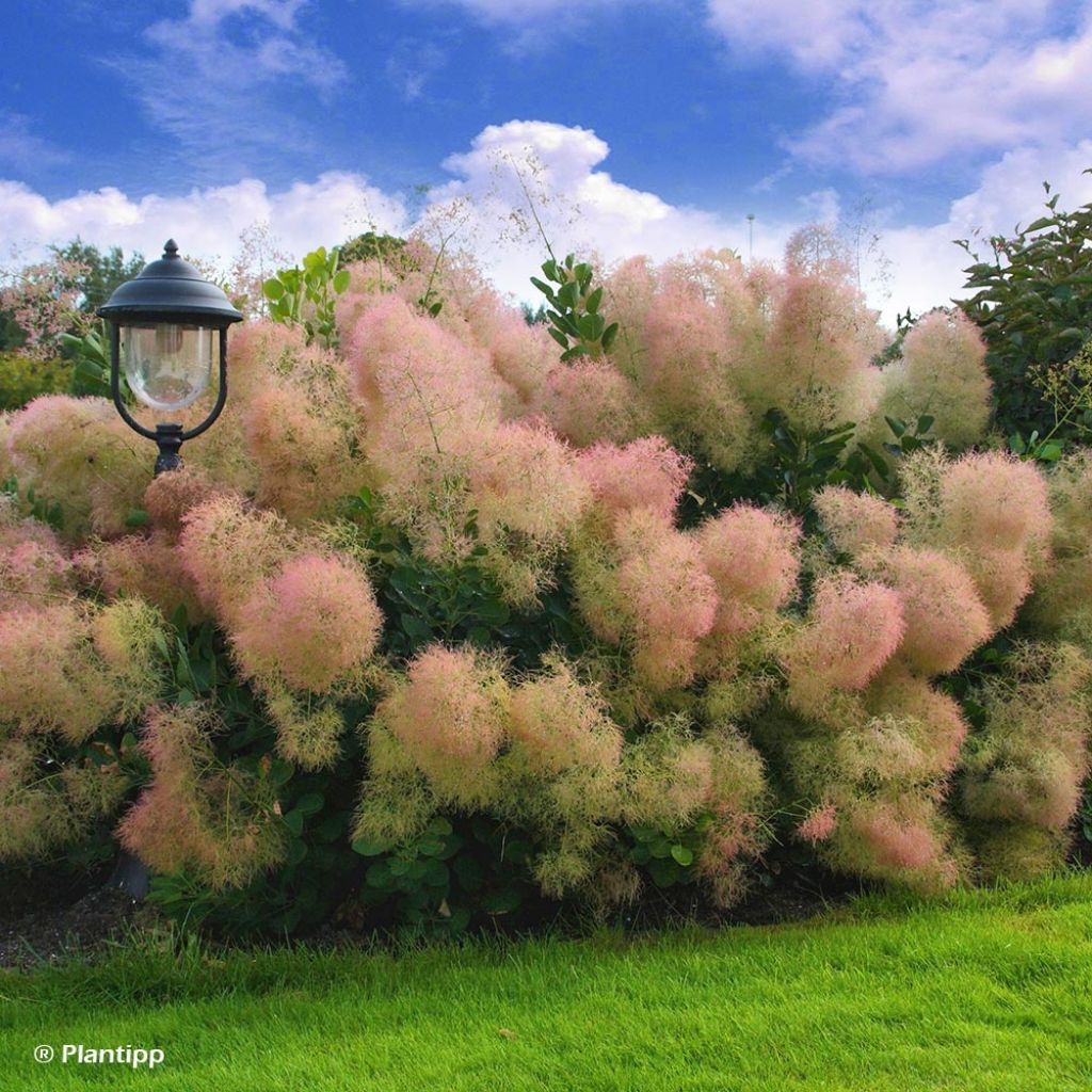Cotinus coggygria Young Lady - Smoke Bush