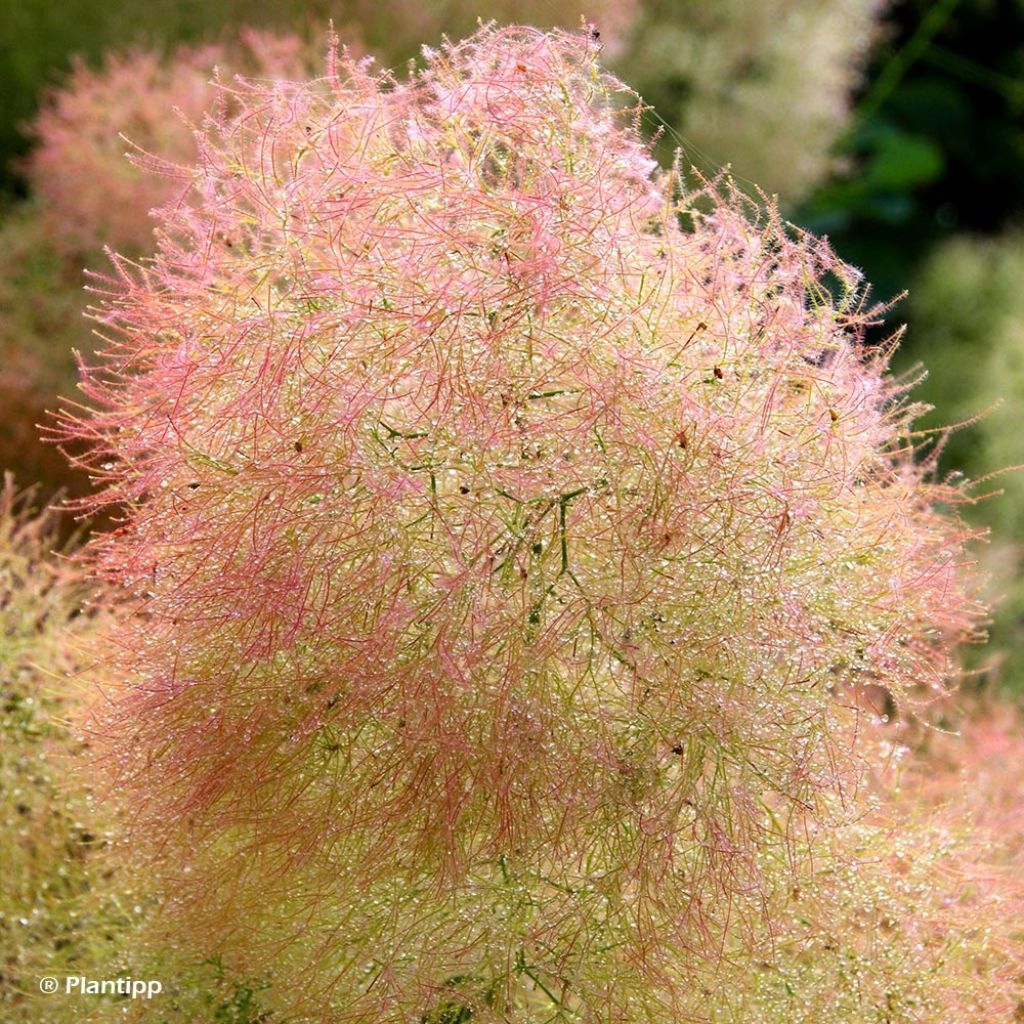 Cotinus coggygria Young Lady - Smoke Bush