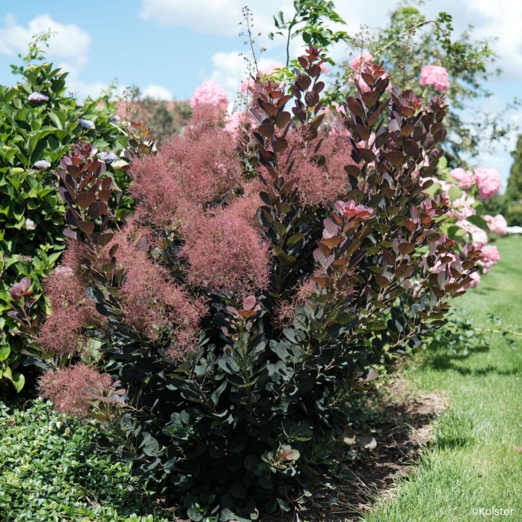 Cotinus coggygria Magical Torch - Smoke tree