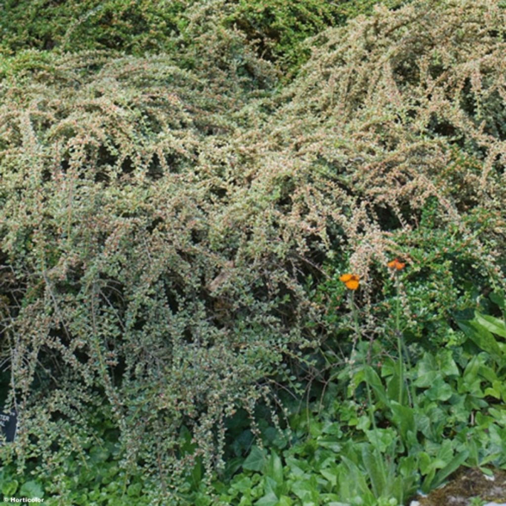 Cotoneaster horizontalis Variegatus