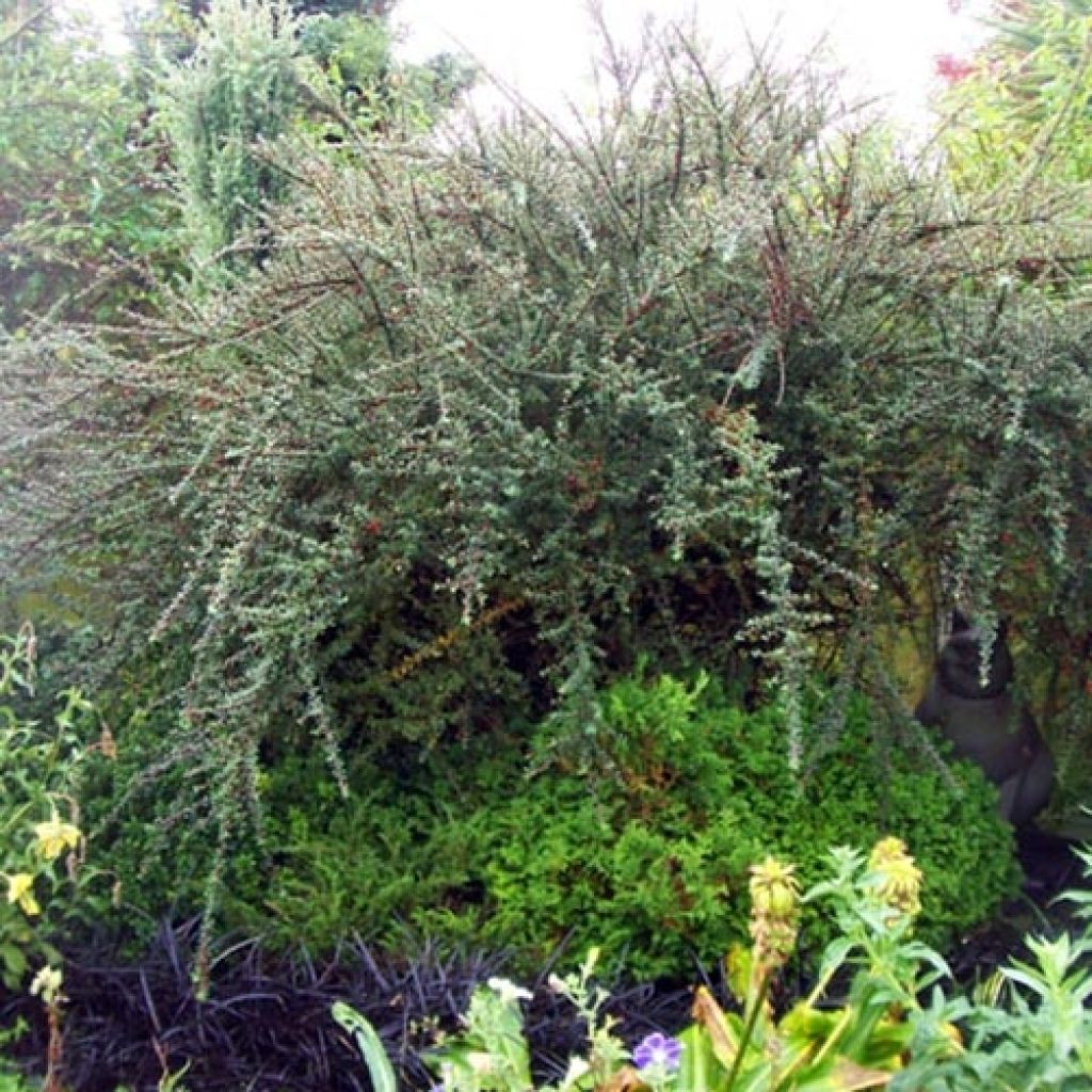 Cotoneaster integrifolius - Small-leaved Cotoneaster