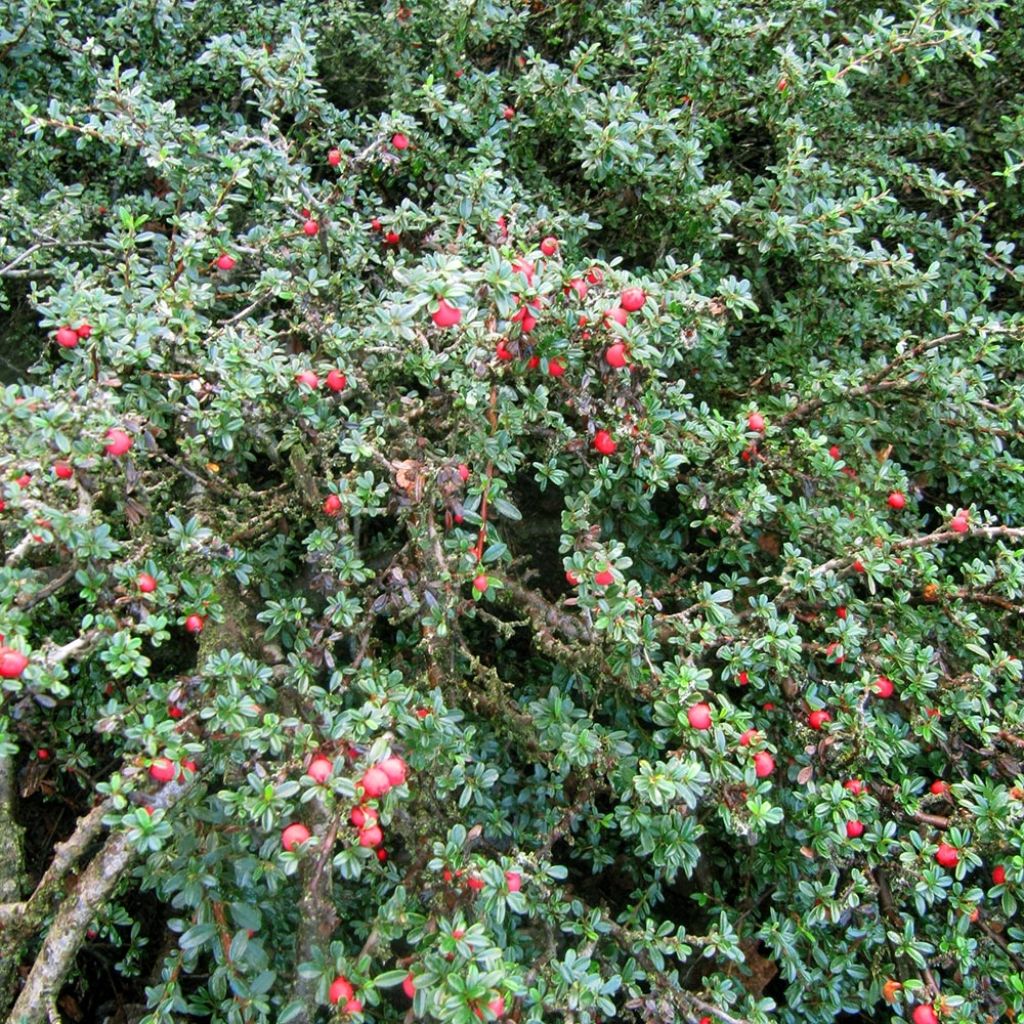 Cotoneaster integrifolius - Small-leaved Cotoneaster