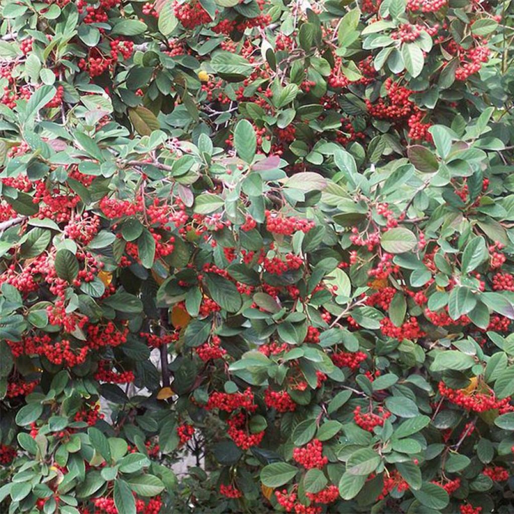 Cotoneaster lacteus - Milky Cotoneaster