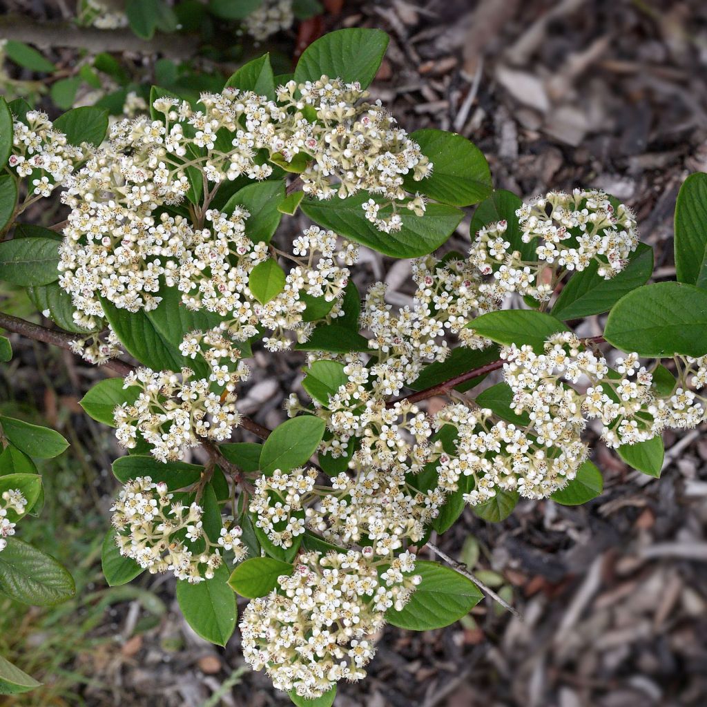 Cotoneaster lacteus - Milky Cotoneaster