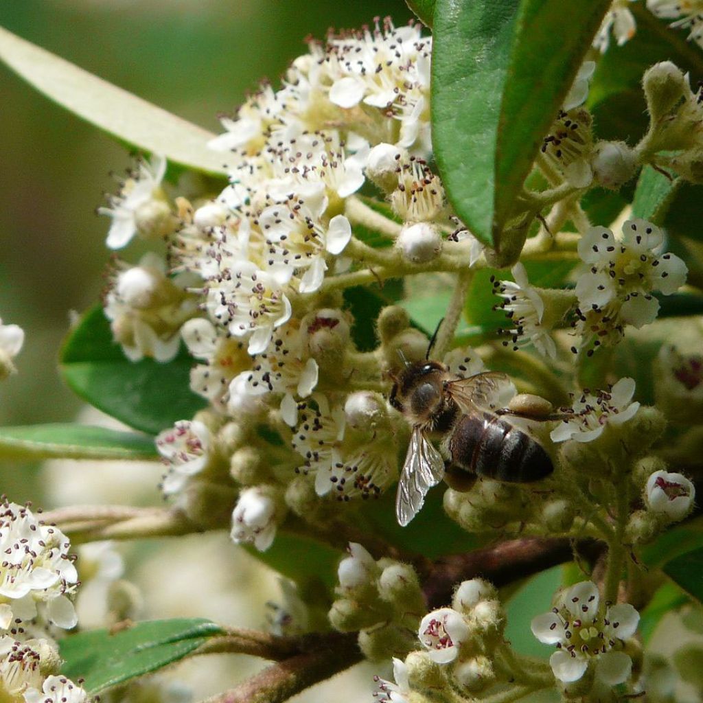 Cotoneaster lacteus - Milky Cotoneaster