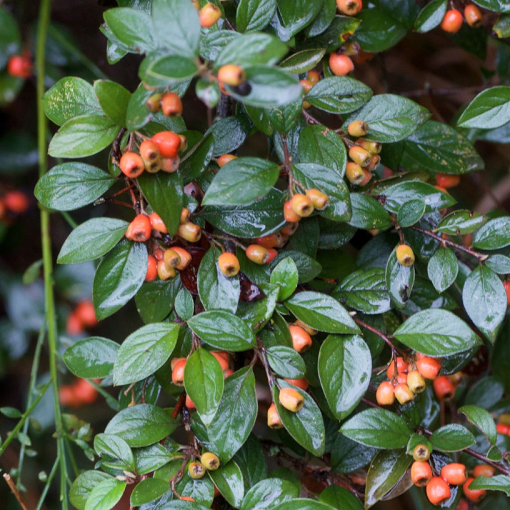 Cotoneaster simonsii