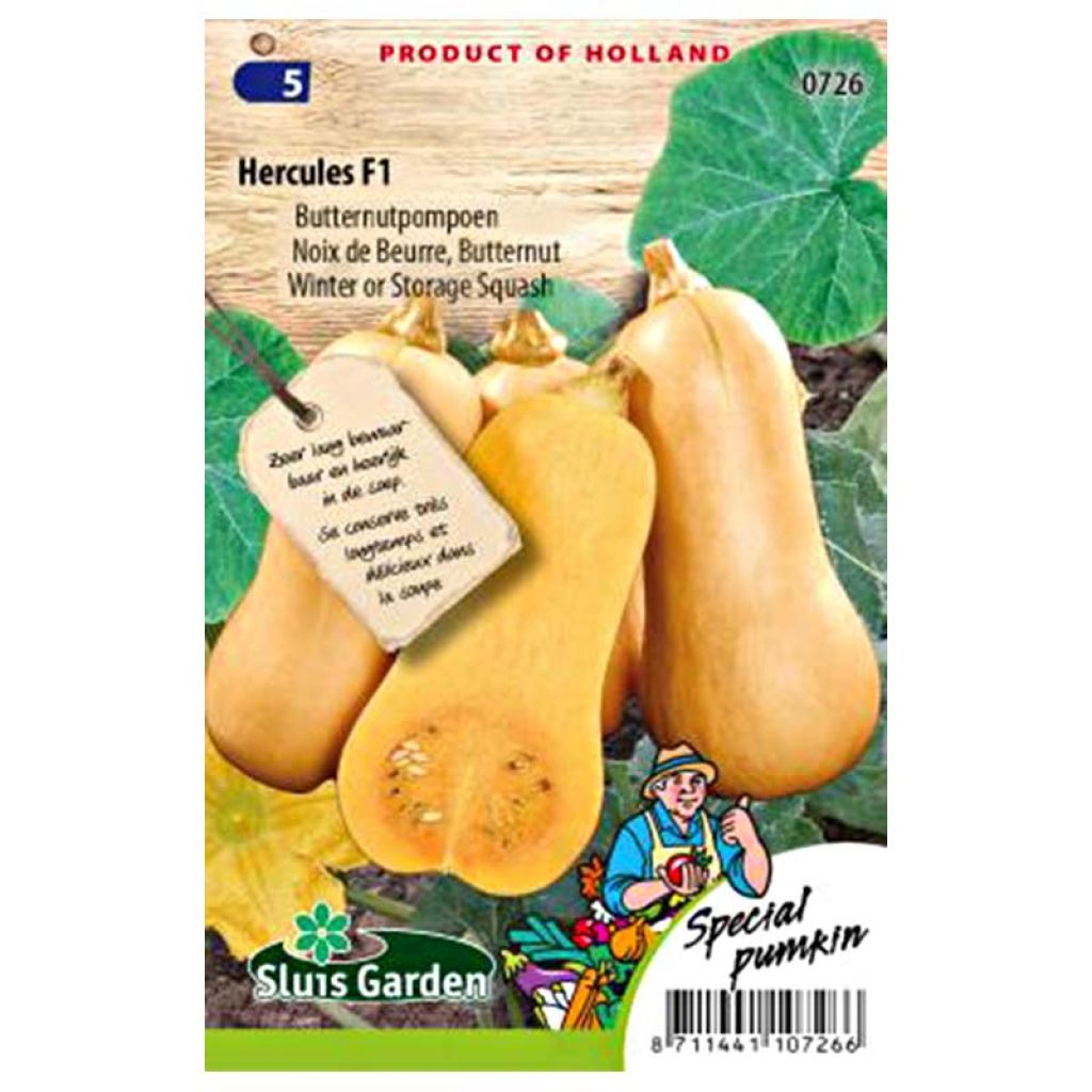 Cucurbita moschata Hercules F1 seeds - Butternut squash