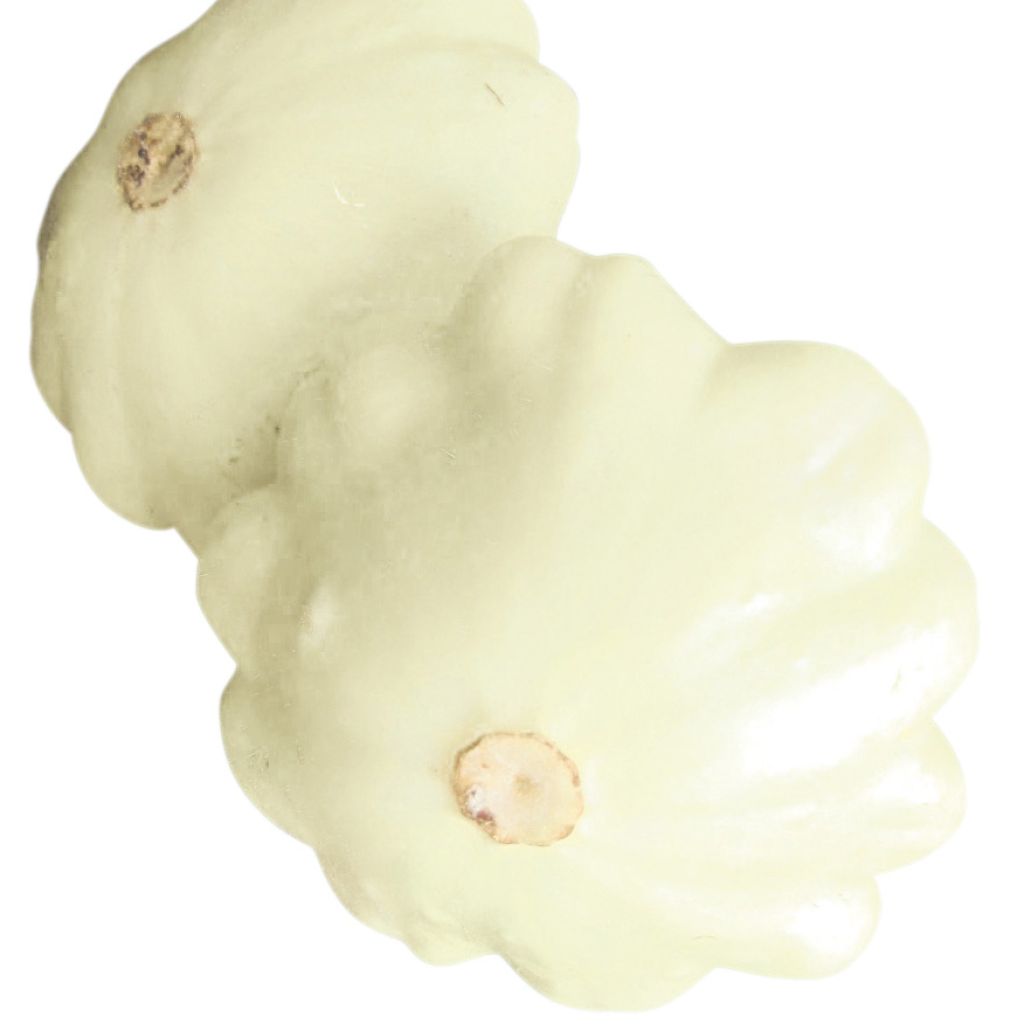 Pattypan Squash Polo F1 - Cucurbita pepo