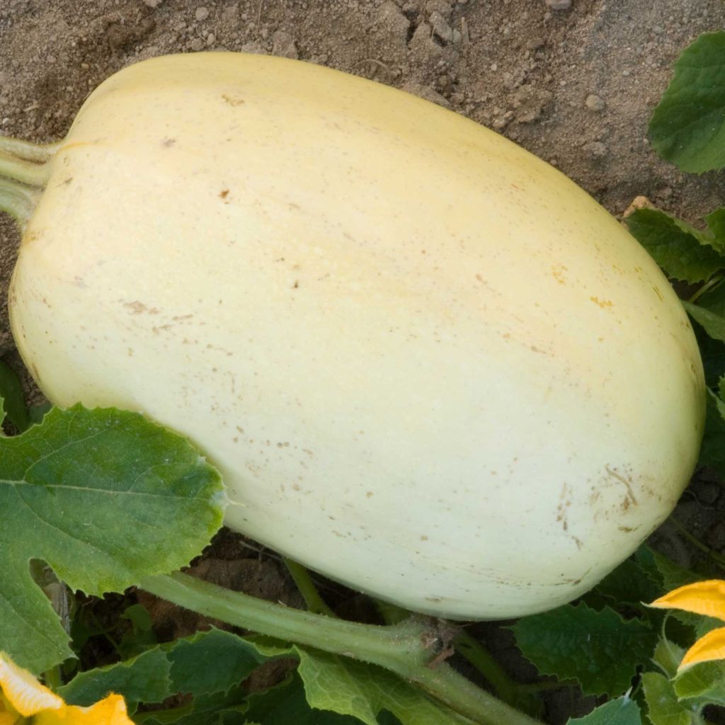 Spaghetti Squash - Cucurbita pepo