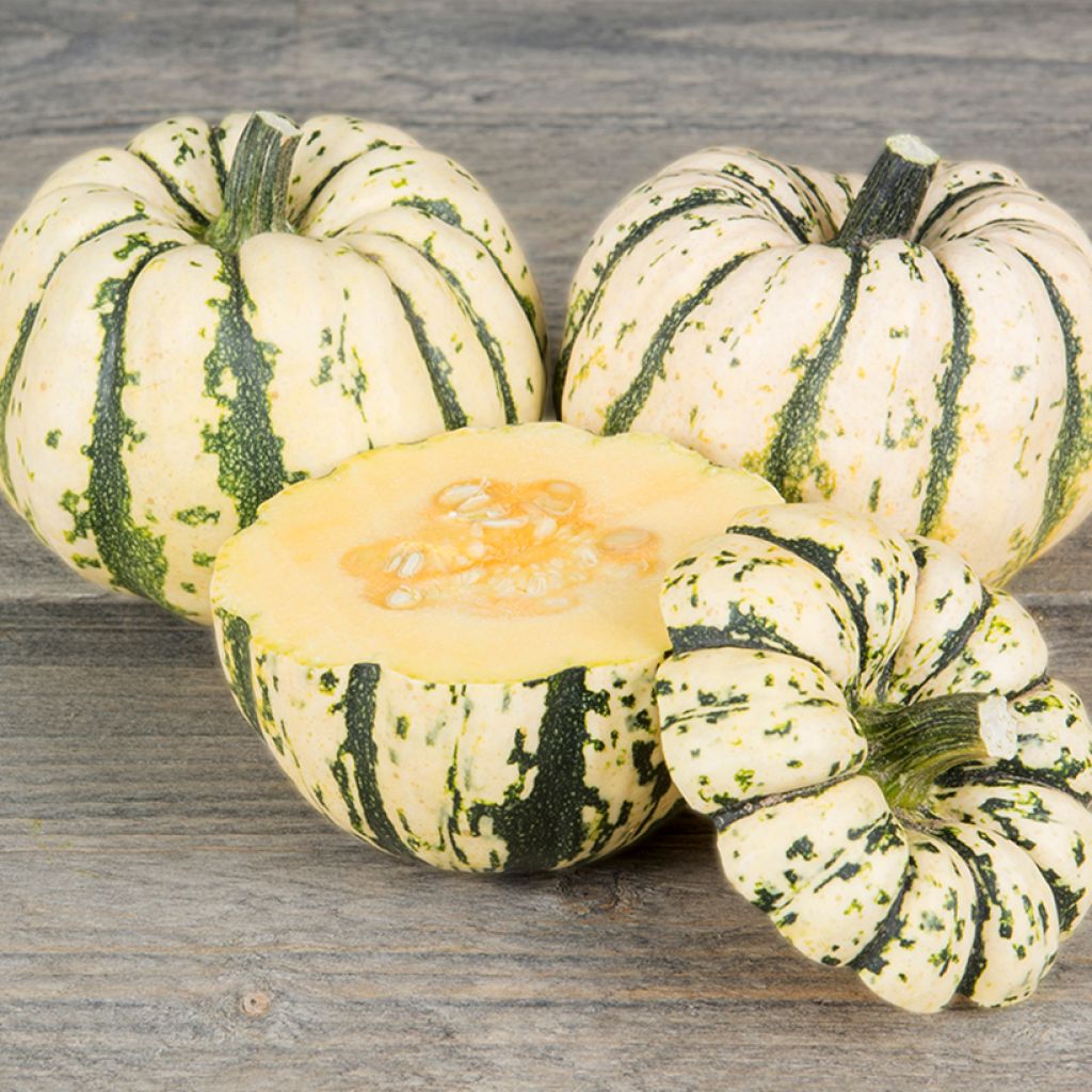 Squash Sweet dumpling organic seeds - Cucurbita pepo