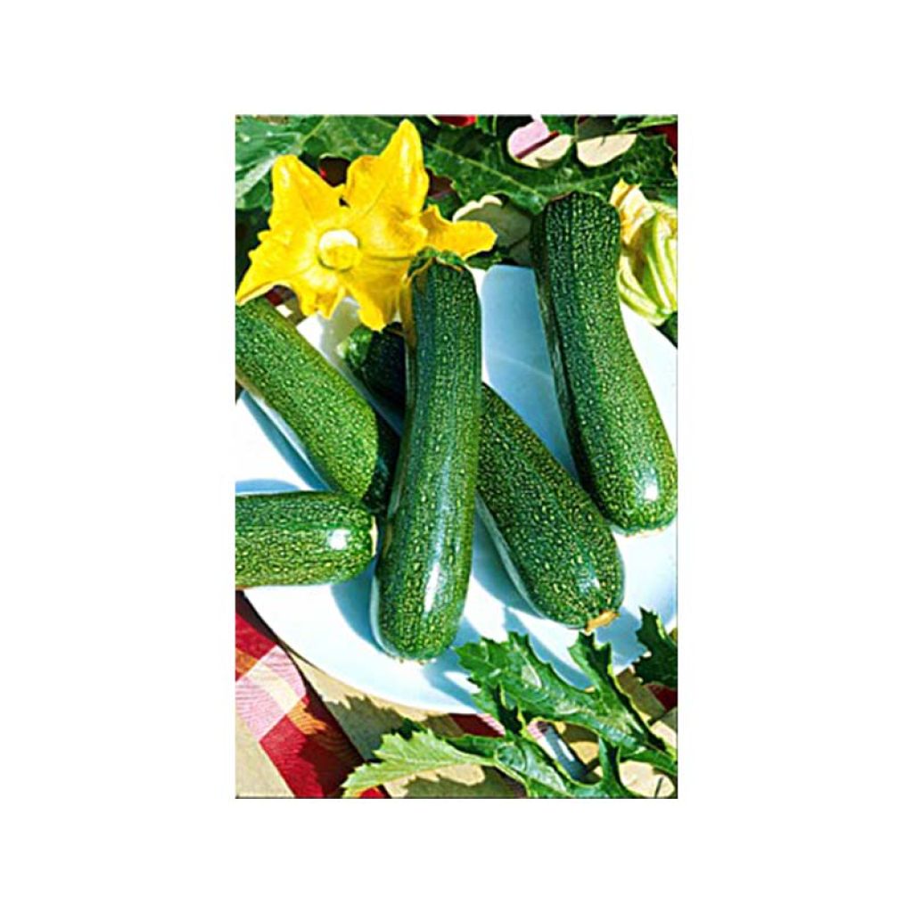 Zucchini Black Beauty - Cucurbita pepo