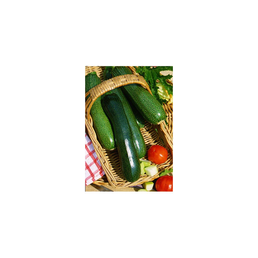Zucchini Black Beauty - Cucurbita pepo