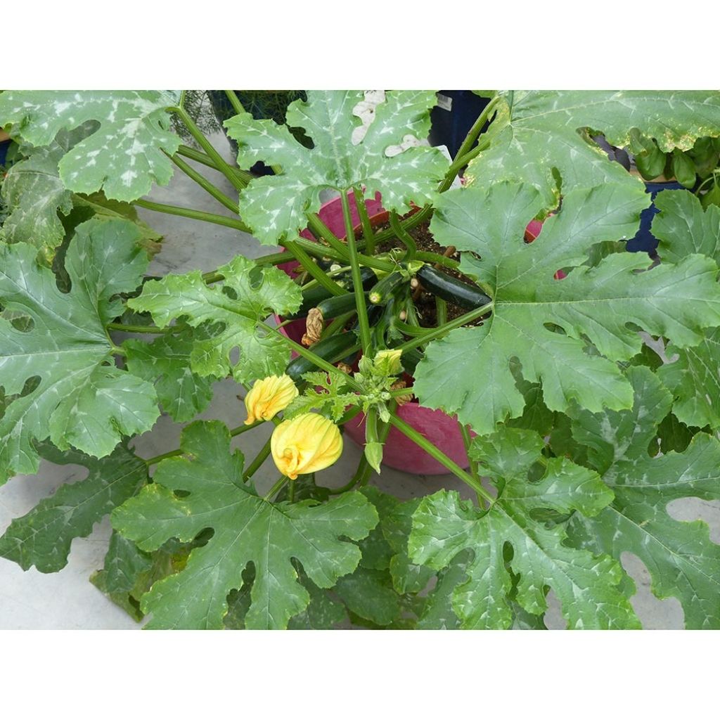 Zucchini Easy Pick Green F1 plants - Cucurbita pepo