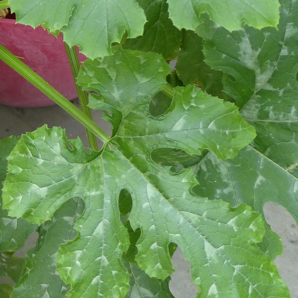 Zucchini Easy Pick Green F1 plants - Cucurbita pepo