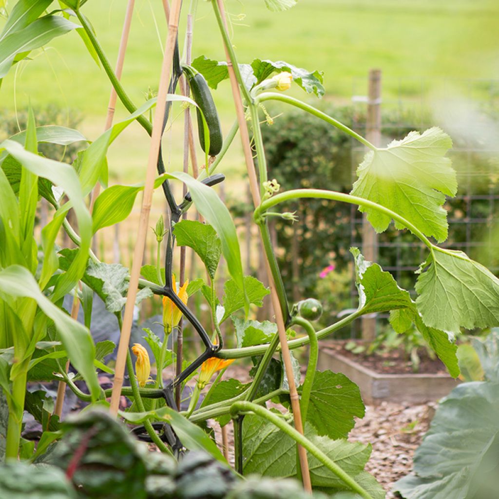 Climbing Courgette Ola Escaladora F1 - Cucurbita pepo