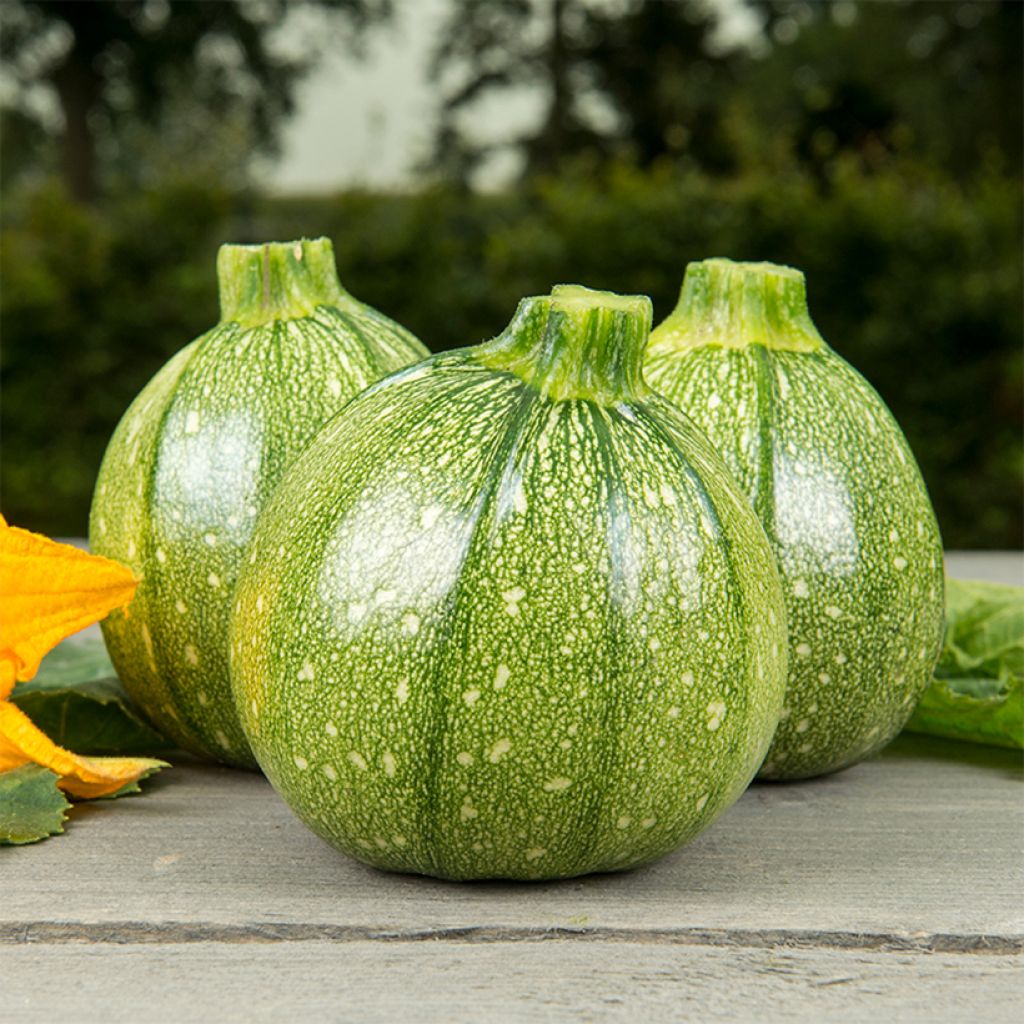 Courgette Ola Redonda - Cucurbita pepo