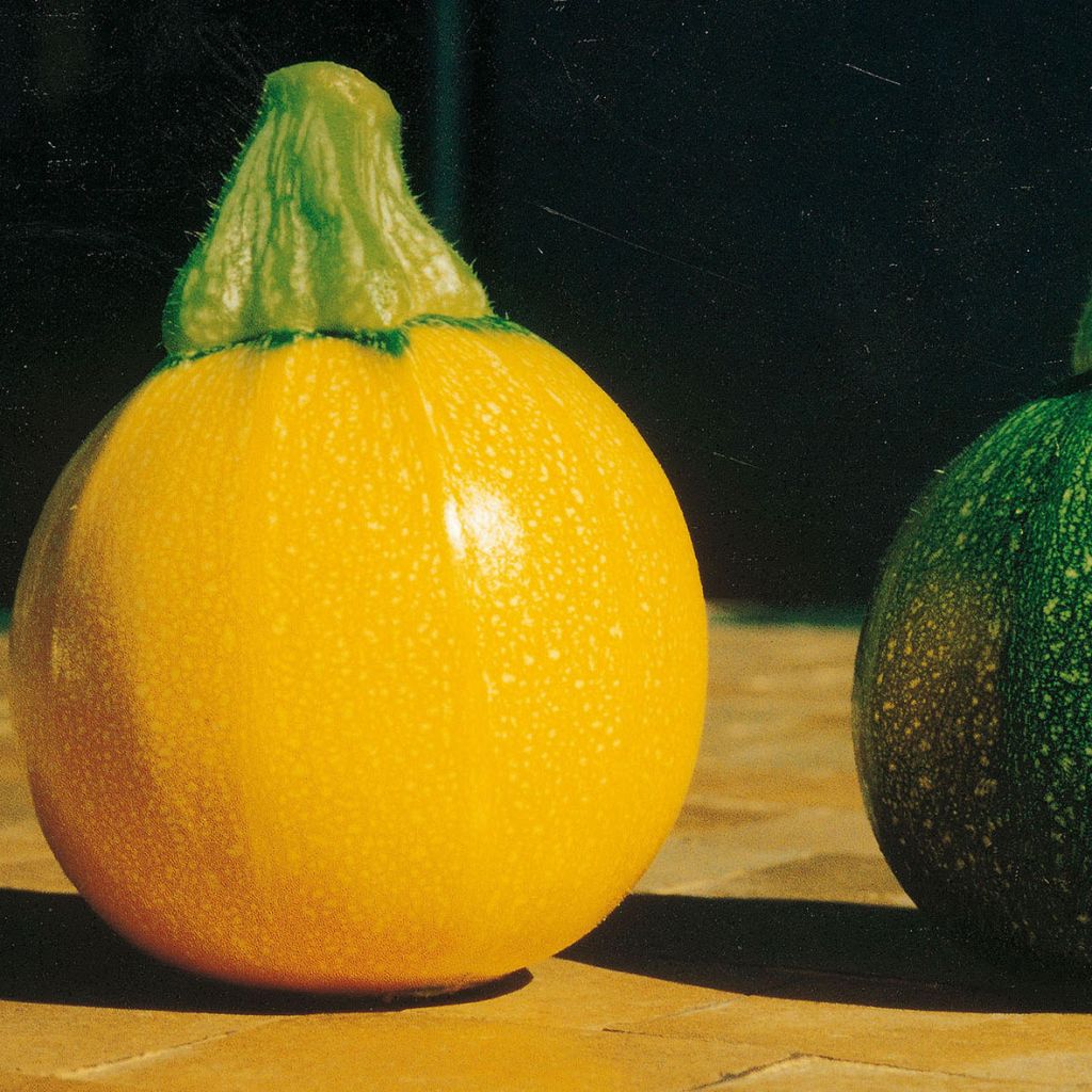 Zucchini Jaune One Ball - Cucurbita pepo