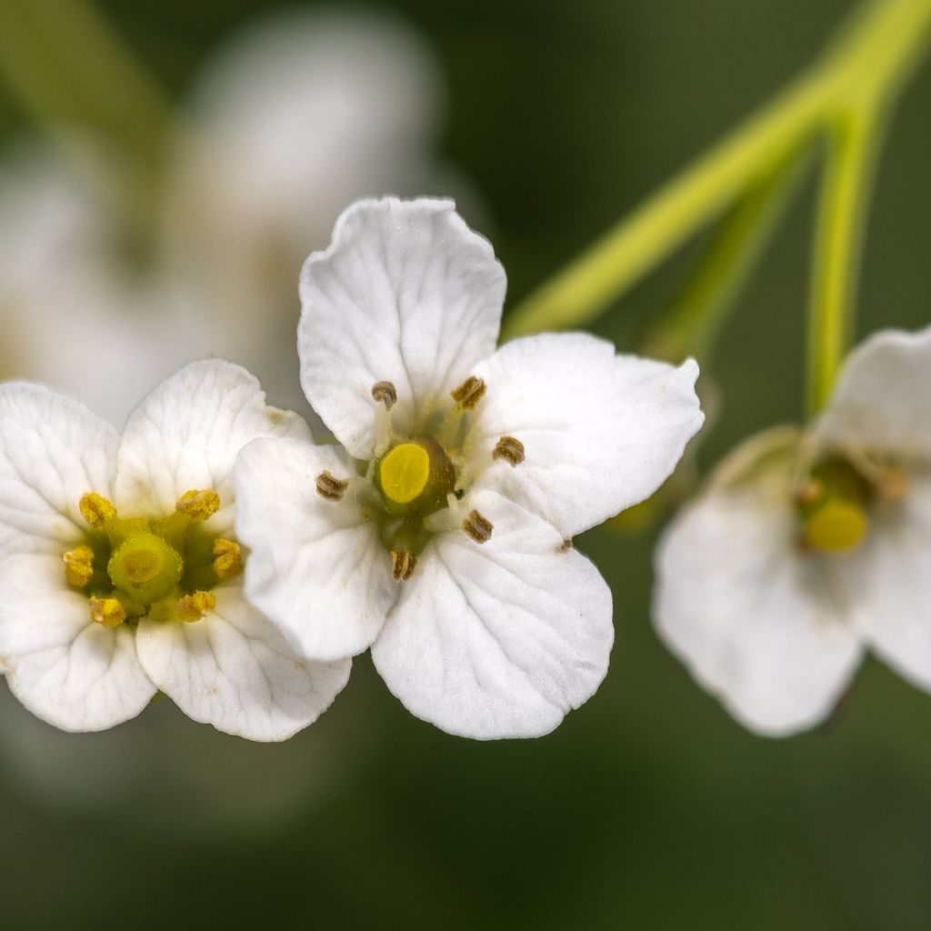 Crambe cordifolia - Greater Sea Kale