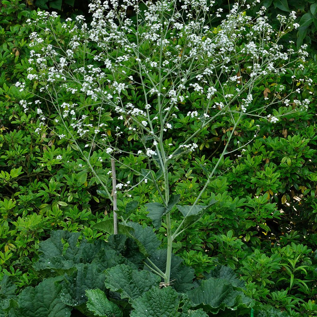 Crambe cordifolia - Greater Sea Kale