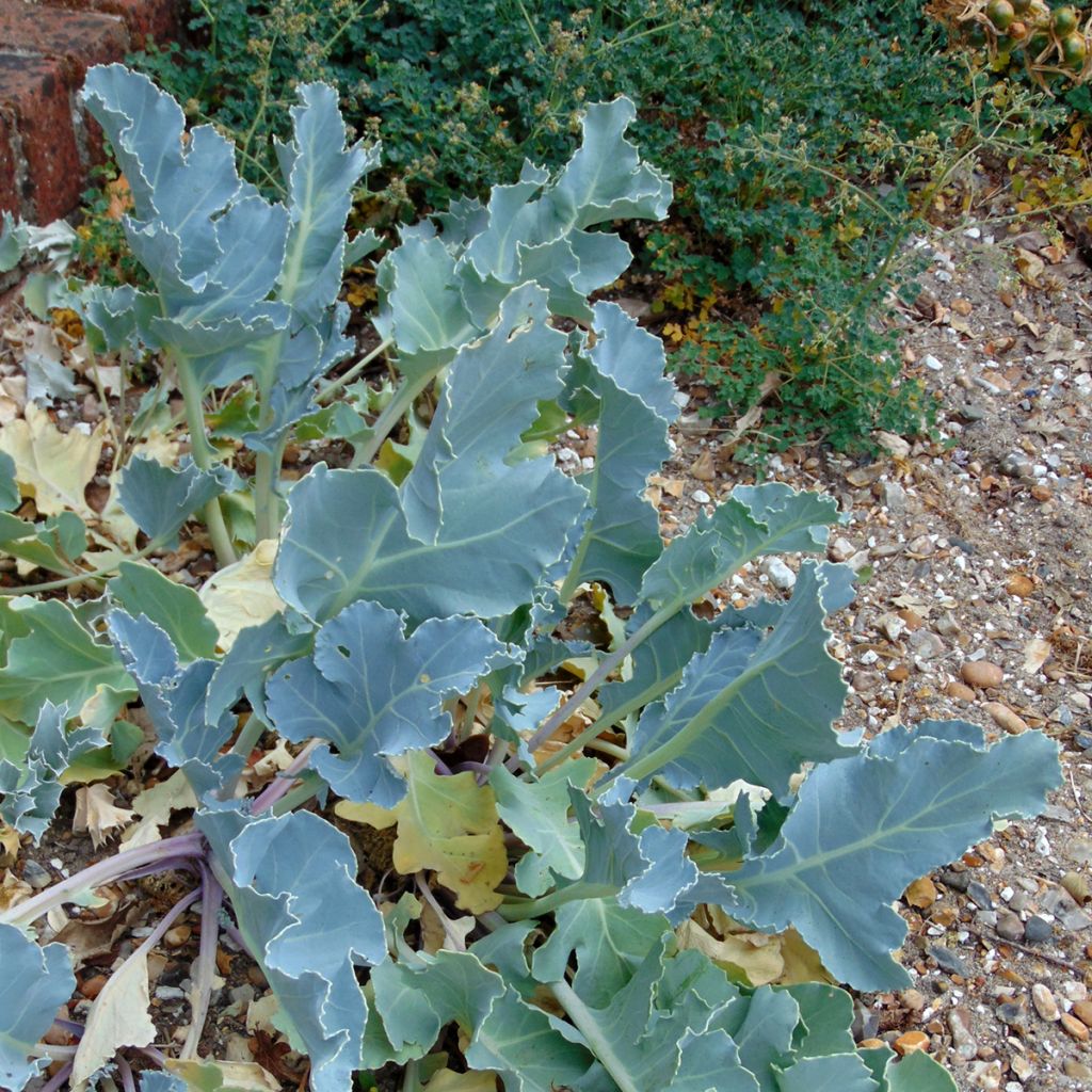 Crambe maritima - Sea Kale