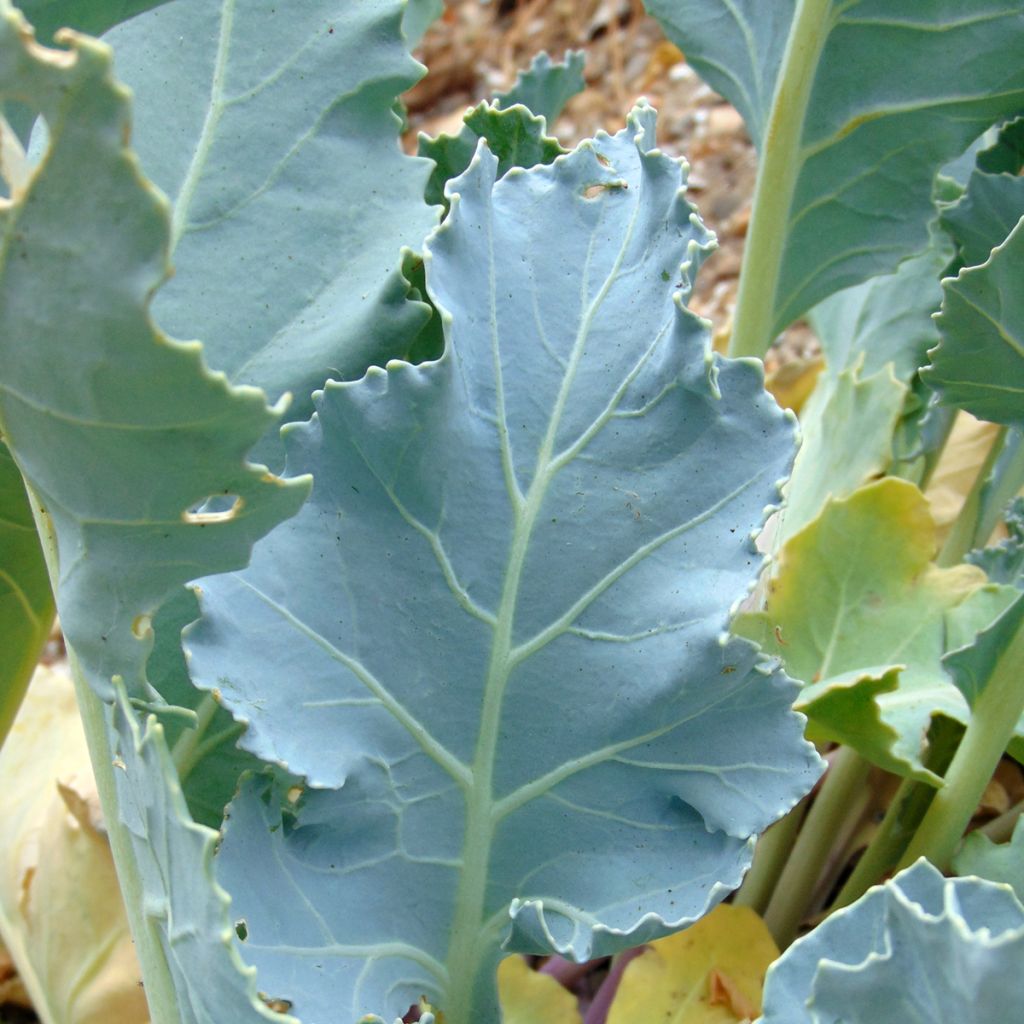 Crambe maritima - Sea Kale