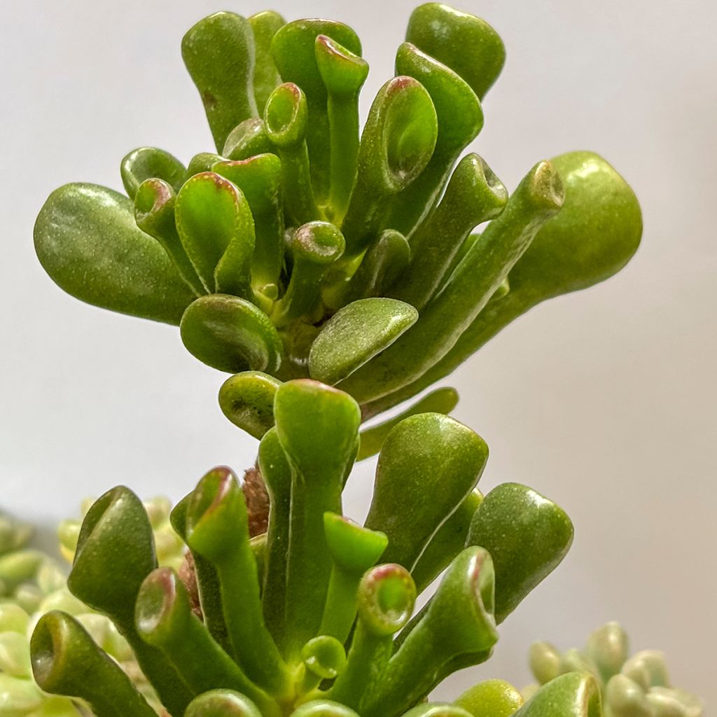 Crassula ovata Gollum - Jade plant