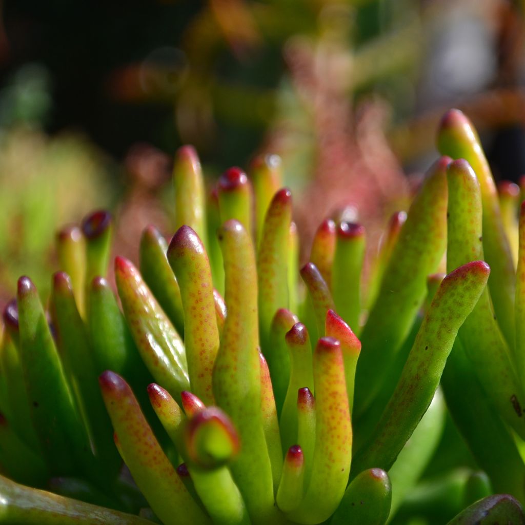 Crassula ovata Gollum - Jade plant