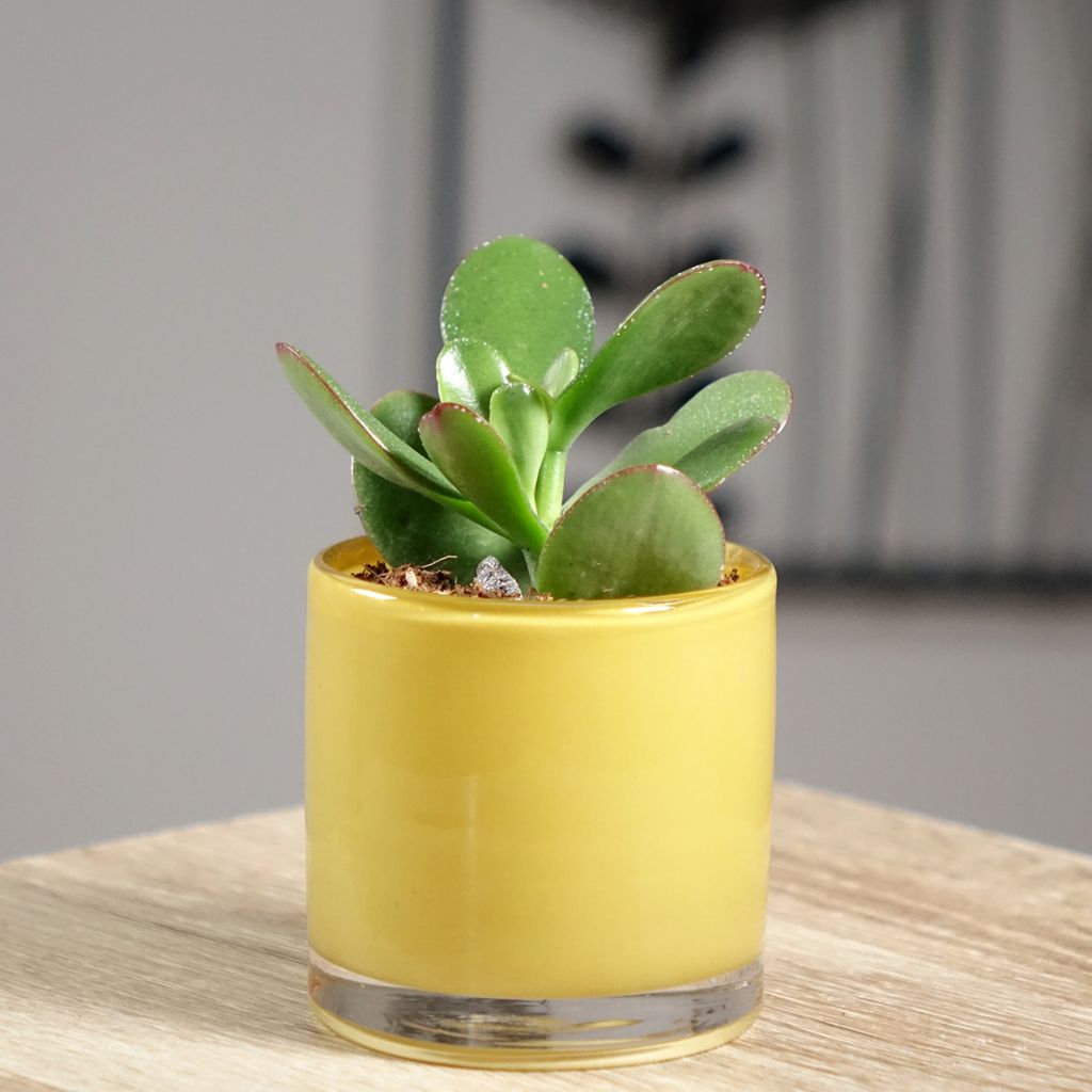 Jade plant - Crassula ovata