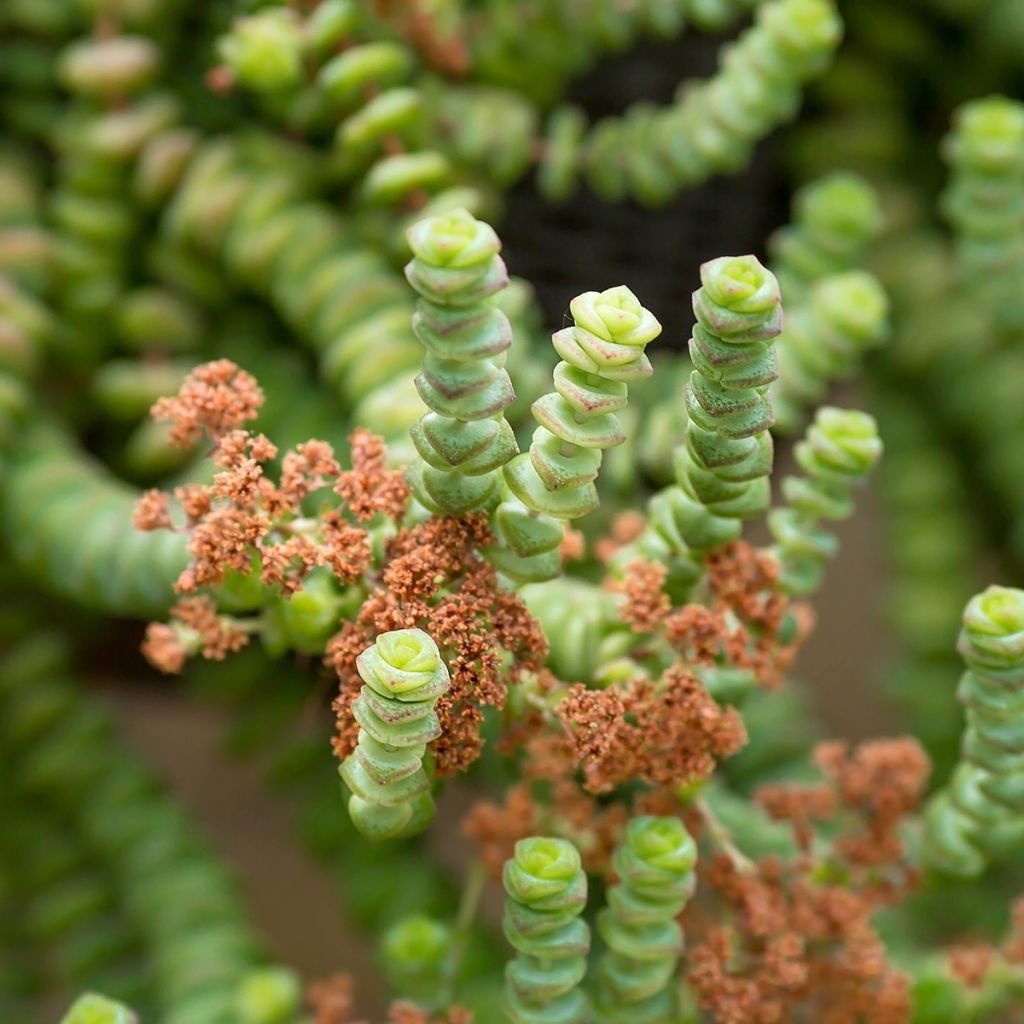 Crassula rupestris subsp. marnieriana - Warm plant
