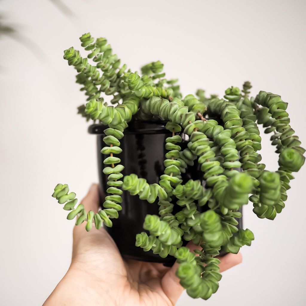 Crassula rupestris subsp. marnieriana - Warm plant