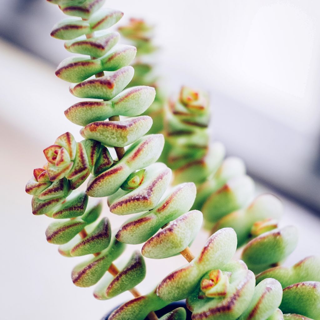 Crassula rupestris subsp. marnieriana - Warm plant