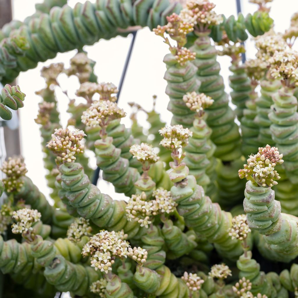 Crassula rupestris subsp. marnieriana - Warm plant