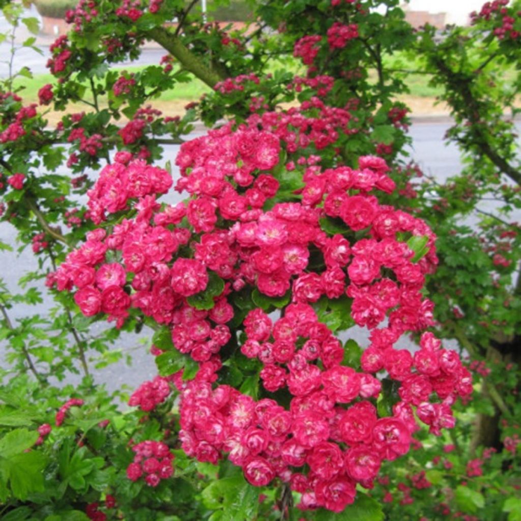 Crataegus laevigata Pauls Scarlet - Hawthorn