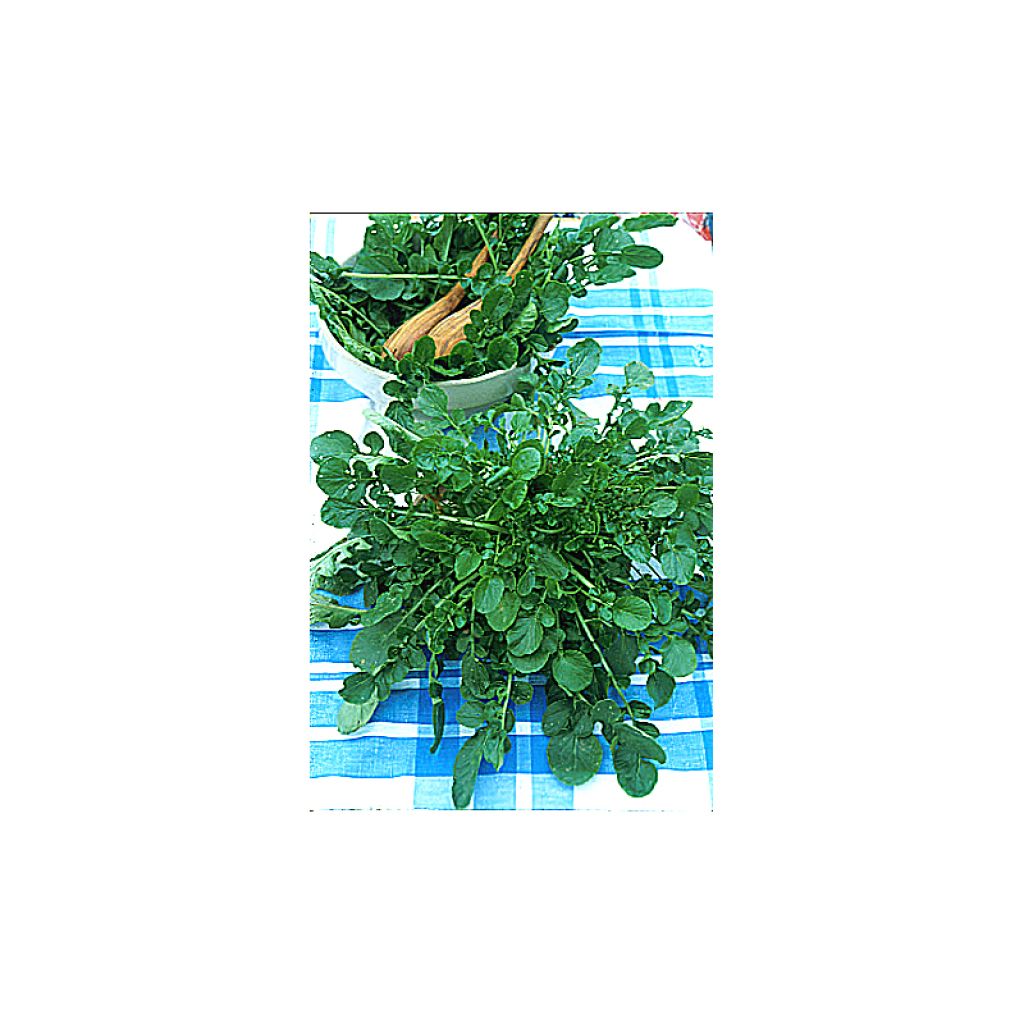 Upland Cress - Barbarea verna
