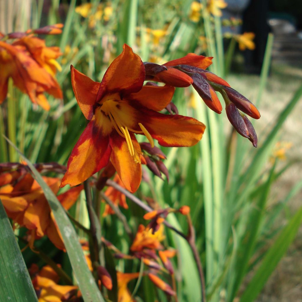 Crocosmia Emily McKenzie - Montbretia