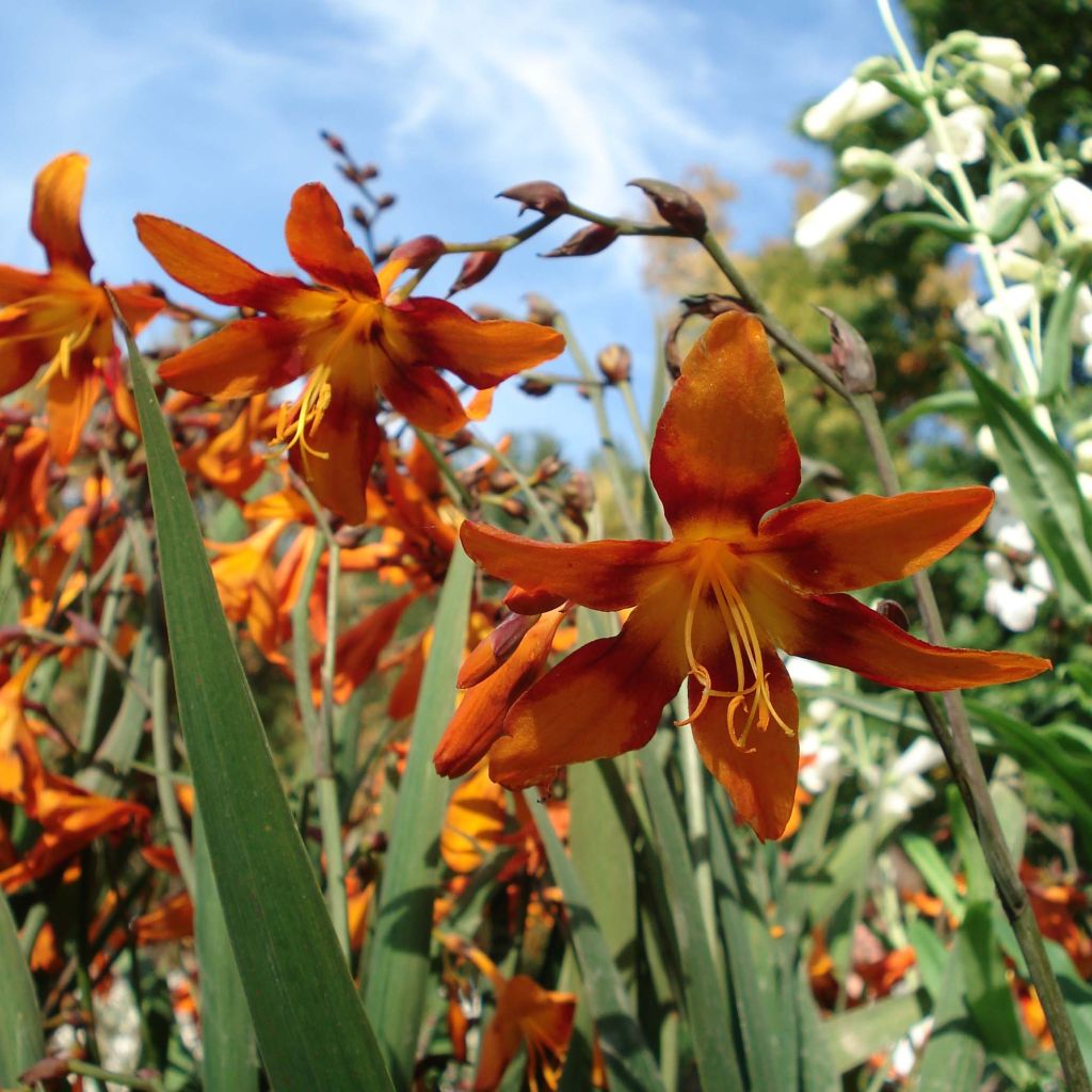 Crocosmia Emily McKenzie - Montbretia