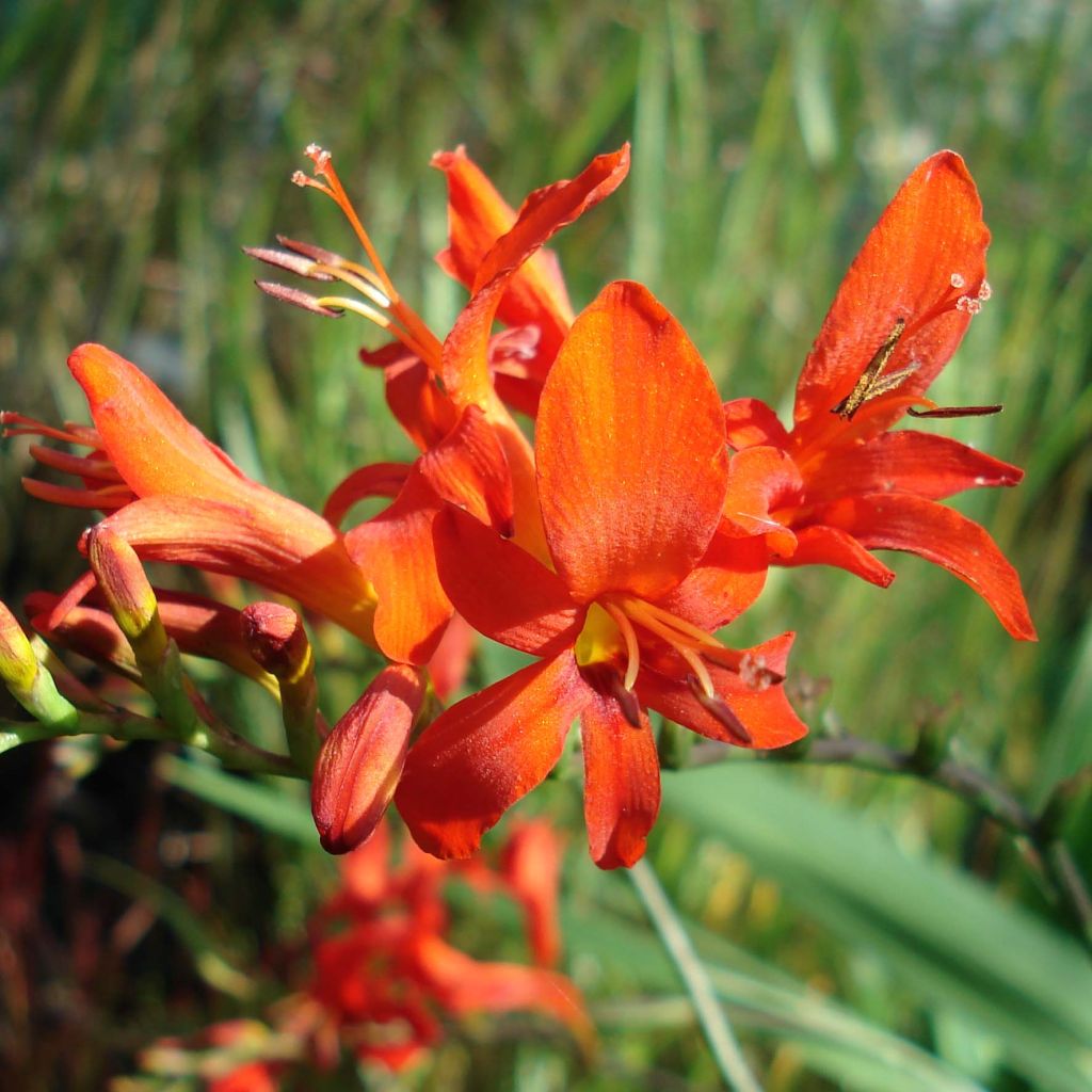 Crocosmia Lucifer - Montbretia