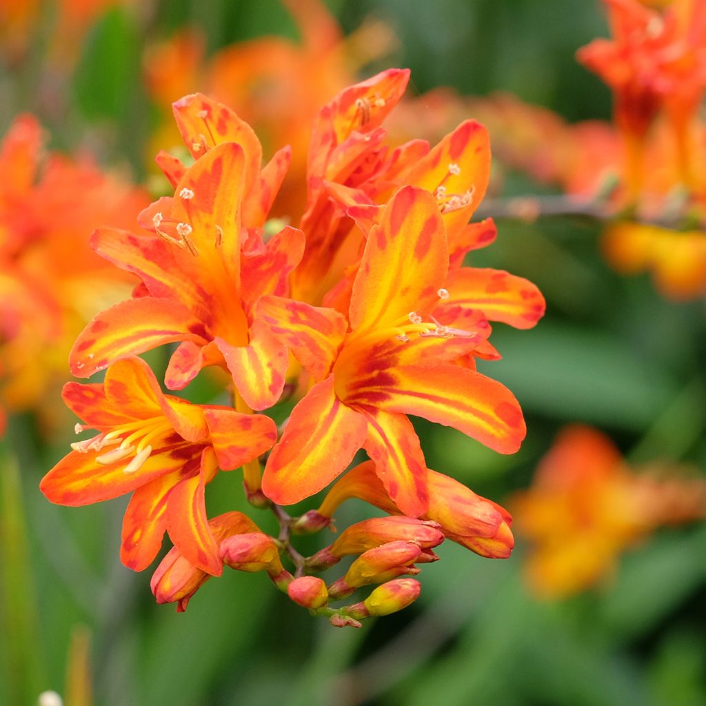 Crocosmia Scorchio - Montbretia