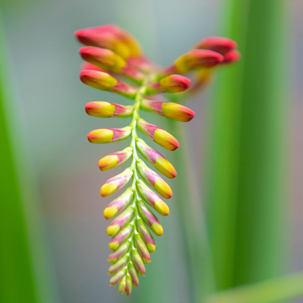 Crocosmia Lucifer - Montbretia