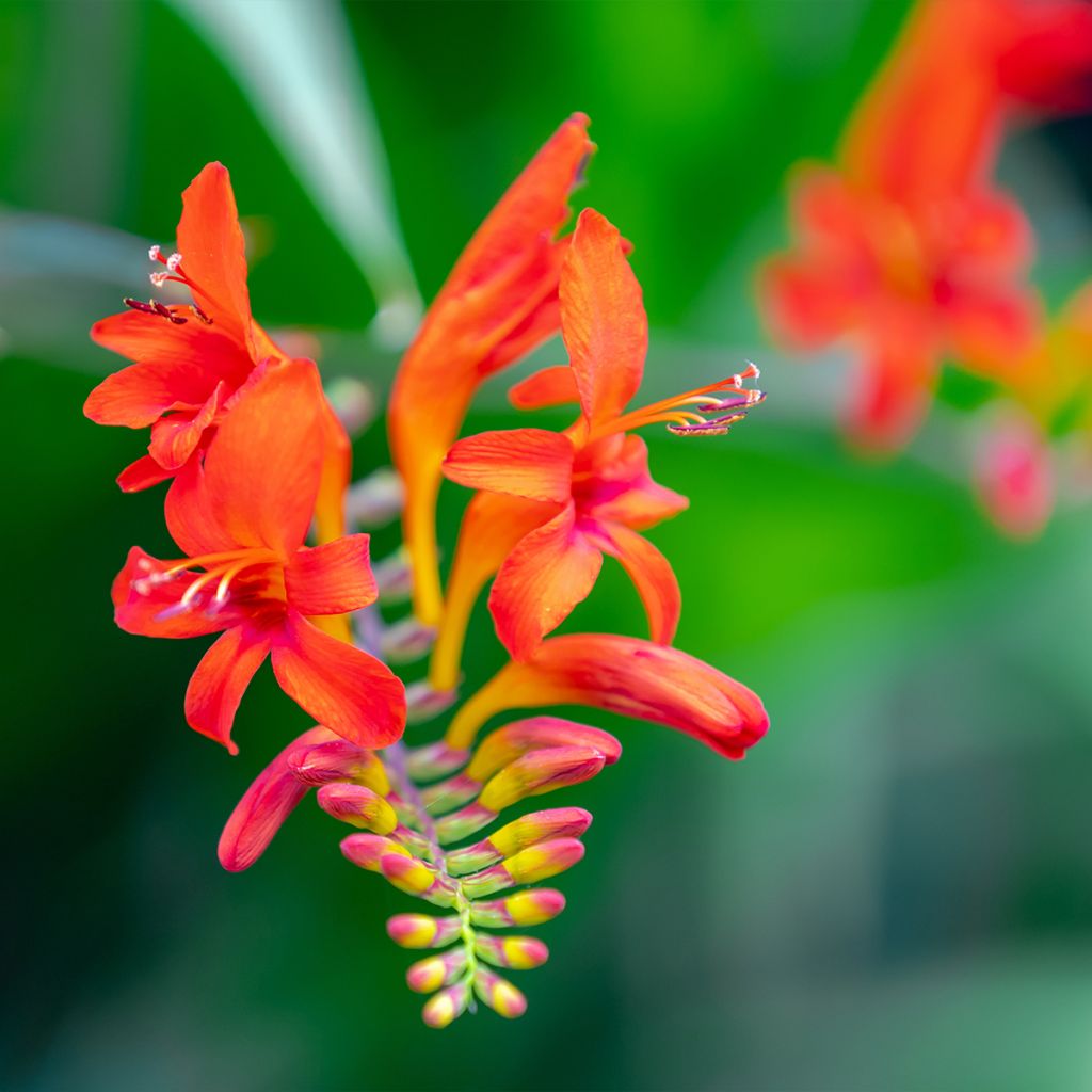 Crocosmia Lucifer - Montbretia