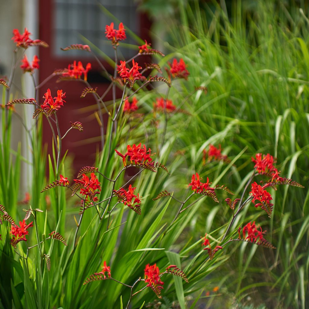 Crocosmia Lucifer - Montbretia