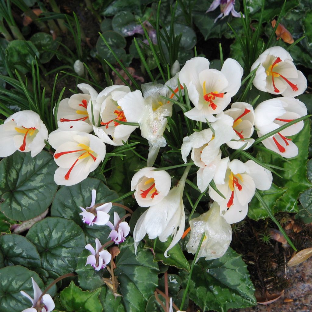 Crocus cartwrightianus Albus