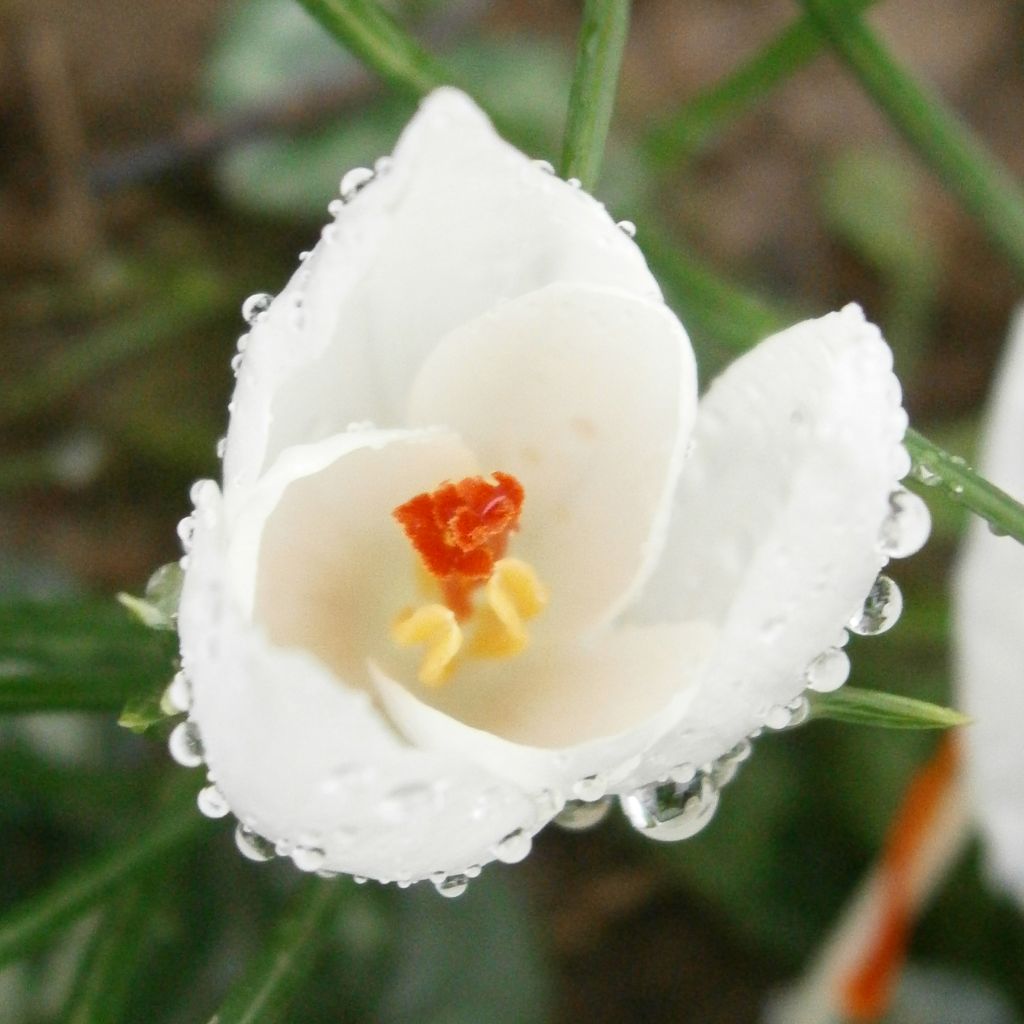 Crocus cartwrightianus Albus