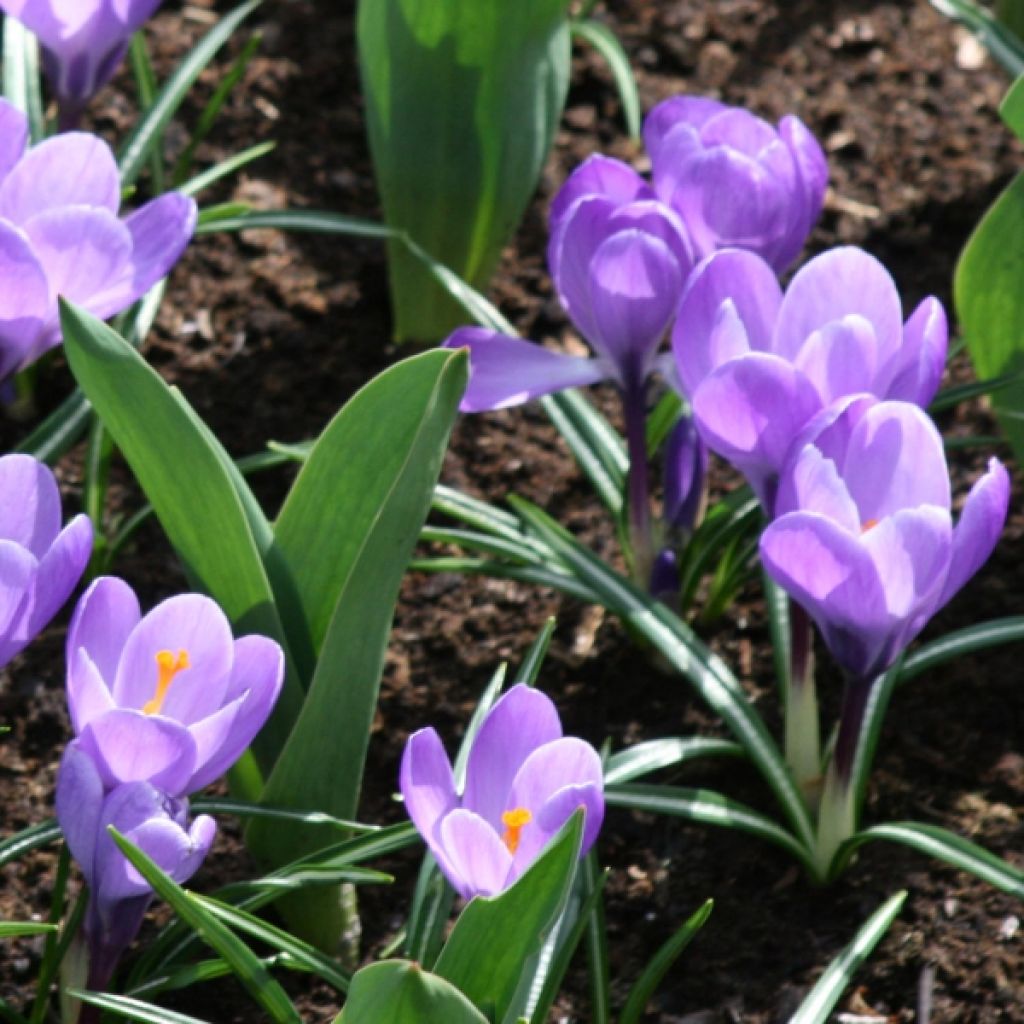 Crocus vernus Grand Maître